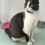 Очаровательная Ливи в добрые руки