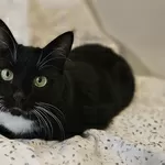 Очаровательная кошка Соня в дар