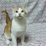 Солнечные рыжие котята Тишка и Рыжик в дар