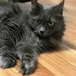 Шикарная кошка Марси