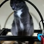 Ласковая Эльфи в дар