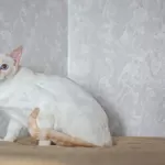 АЛСУ – тайская красотка