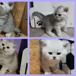 Котята, шотландские.медвежата.