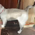 Кошка с дач срочно ищет дом