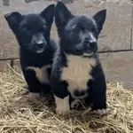 Щенки бесплатно.в добрые ручки.