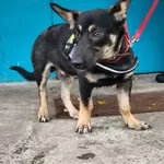 Собачка в дар.в добрые руки.