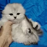 Вислоухие и прямоухие котята.шиншиллята.