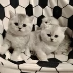 Породистые шотландские котята, большой выбор.