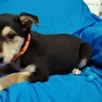 Щенок девочка в добрые ручки.