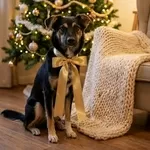 Умнейшая Козявочка ждет свою семью (В дар)