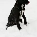 Замечательная Стрелочка ищет дом (В дар)