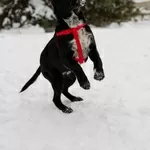 КАРТОШЕЧКА ИЩЕТ ДОМ (В дар)