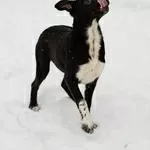 Крошечке очень нужен дом (в дар)