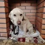 Собачка в дар.в добрые руки.