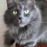 Шикарная кошка Марси