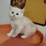Котенок шиншилленок, шотландский.