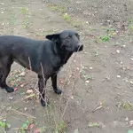 Прекрасная собака-охранница Бэтта в дар