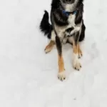 Умнейшая Козявочка ждет свою семью (В дар)