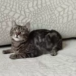 Общительный красавчик Имель