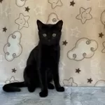 Славный котик Мистик