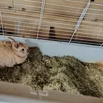 Кролик в дар.декоративный.