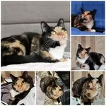 ЛАПУШКА ДВА ГОДА ИЩЕТ ДОМ!