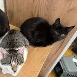 ПРИЮТУ СРОЧНО НУЖНА ПОМОЩЬ!