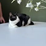 Котенок Лара в дар! Ищет дом 