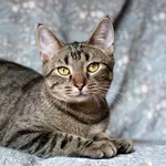 Рассудительный красавчик Юникс