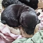 Срочно нужна передержка или дом щенкам! Сос! Хотят закопать!