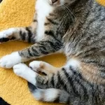  Кошка Лада ищет дом! Хотят выкинуть. Сос!