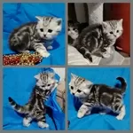 Котята большой выбор.