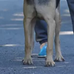 Рей и Джесс ищут дома, собака в дар!