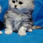 Шикарные котята, шотландские.