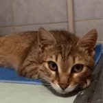 Другалёк бесплатно. Здоровый 1, 5 года. Любит обниматься