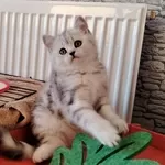 Очаровательные котята.