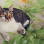 Умный и добрый кот Ромка в дар