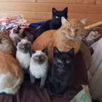 Котики очень срочно ищут дом