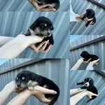 7 крошечных сердец ищут свои семьи