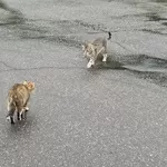 Коты на заправке! Срочно нужна помощь котам! Сос!