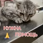 Приюту СРОЧНО нужна помощь!