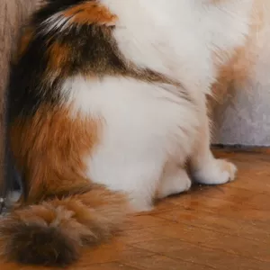 Трехцветная кошка – Мурлен – приносящая счастье!