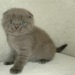 Британские и Вислоухие котята (голубой, лиловый, белоснежный, чёрный)