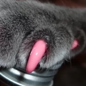 Мягкие коготки - Антицарапки: защита дома от царапин кошки! 