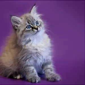 Высокопородные сибирские котята от титулованных родителей 