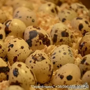 Инкубационное яйцо техасского перепела