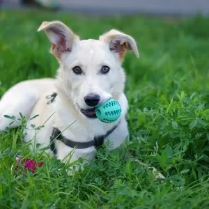 Щенок мальчик в дар,  4 мес