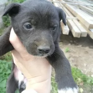 Щенок мальчик лайки черной норвежской в дар