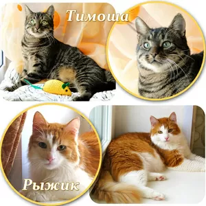 Тимоша и Рыжик-котики редкой красоты