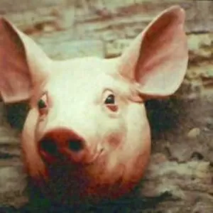 Головы свиные с языком необрезные(щекастые) 